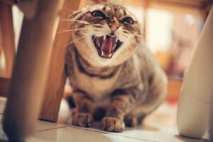 Hissing cat with fangs showing