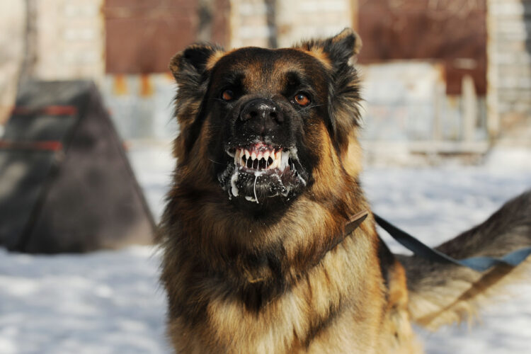 Scary growling dog with bared teeth.